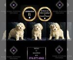 Puppy Meeko F1 Maltipoo