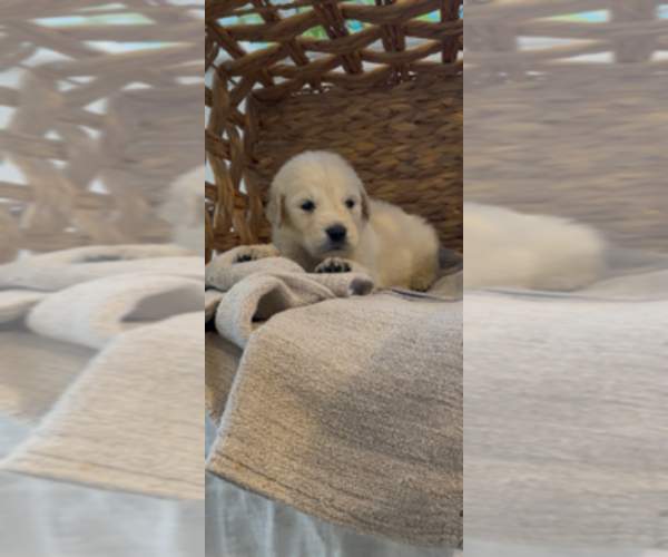 Medium Photo #5 Golden Retriever Puppy For Sale in MERCED, CA, USA