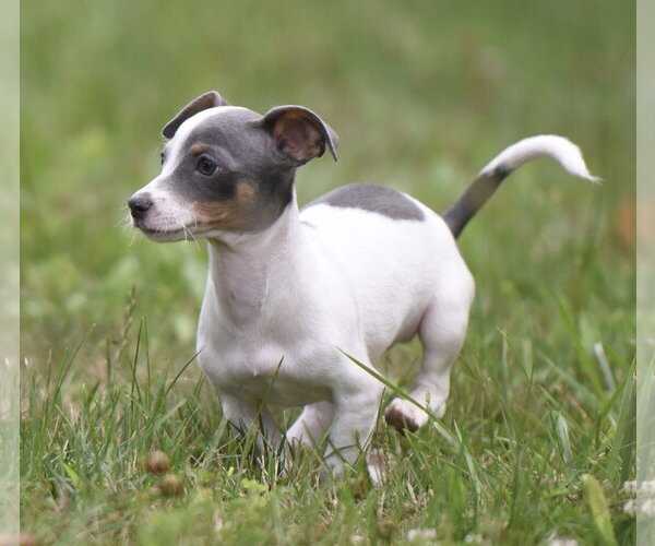 Medium Photo #4 Chihuahua Puppy For Sale in Mechanicsburg, PA, USA