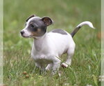 Small #3 Chihuahua