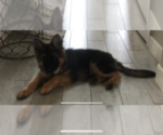 Small Photo #17 German Shepherd Dog Puppy For Sale in MERCED, CA, USA