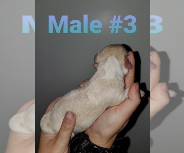 Medium Photo #1 Beaglier Puppy For Sale in WHEATON, MO, USA