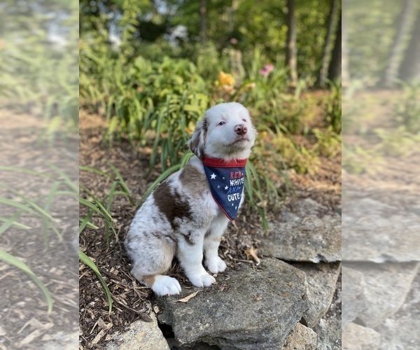 Medium Photo #1 Australian Shepherd Puppy For Sale in SADIEVILLE, KY, USA