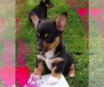 Small Photo #21 Pembroke Welsh Corgi-Scottish Terrier Mix Puppy For Sale in GREELEY, CO, USA