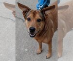 Small #2 Mutt