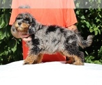 Small #6 Bernedoodle (Miniature) (+ Poodle Miniature)