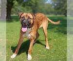 Small #2 German Shepherd Dog Mix