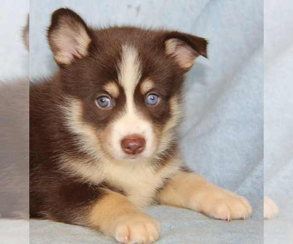 Medium Photo #2 Pomsky Puppy For Sale in DENTON, TX, USA