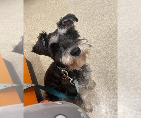 Medium Photo #1 Schnauzer (Miniature) Puppy For Sale in TAMPA, FL, USA