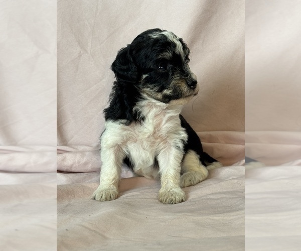 Medium Photo #2 Bernedoodle (Miniature) Puppy For Sale in LONGMONT, CO, USA
