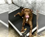 Small #1 American Pit Bull Terrier-Labrador Retriever Mix