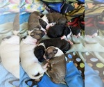 Small Photo #5 Bull Terrier Puppy For Sale in KENNEWICK, WA, USA