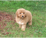Benny - Male Goldendoodle mix (+ Poodle Standard) Puppy for Sale - Photo #3