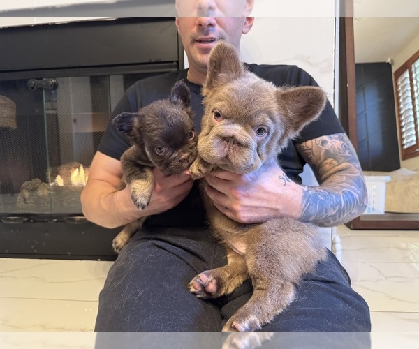 Medium Photo #3 French Bulldog Puppy For Sale in SAN DIEGO, CA, USA
