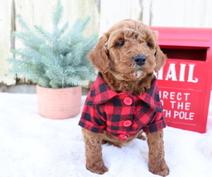 Goldendoodle (Miniature) Puppy for sale in HONEY BROOK, PA, USA