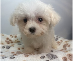 Maltese Puppy for sale in BARNSTABLE, MA, USA