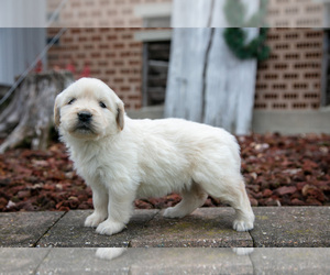 Medium English Cream Golden Retriever