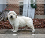 Puppy Scarlett English Cream Golden Retriever