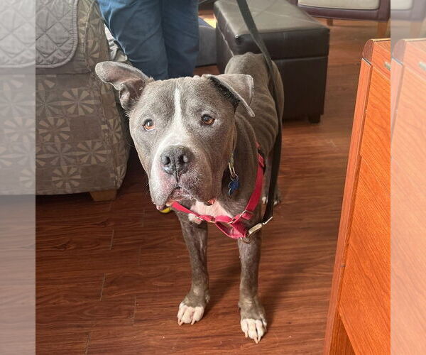 Medium Photo #2 American Bulldog-Unknown Mix Puppy For Sale in Minneapolis, MN, USA