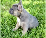 Small Photo #3 French Bulldog Puppy For Sale in MEDFORD, OR, USA
