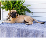 Small Photo #80 Mastiff Puppy For Sale in WAKARUSA, IN, USA