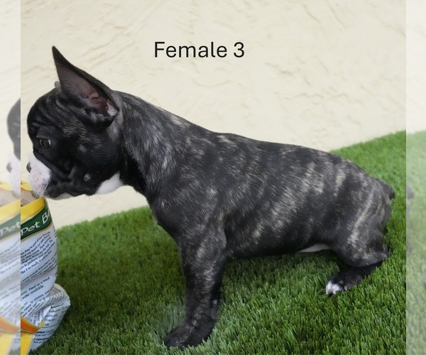 Medium Photo #9 French Bulldog Puppy For Sale in EL CAJON, CA, USA
