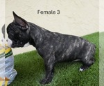 Small #8 French Bulldog