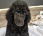 Small #1 Poodle (Standard)
