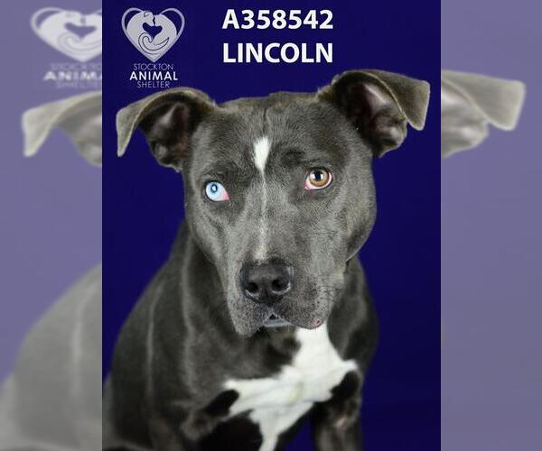 Medium Photo #1 Mutt Puppy For Sale in Stockton, CA, USA