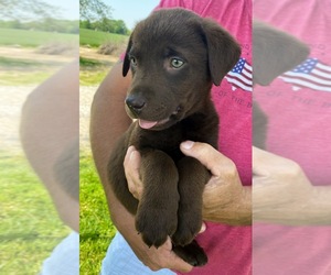 Labrador Retriever Puppy for Sale in EVANSVILLE, Indiana USA