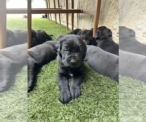 Mastador-Mastiff Mix Puppy for Sale in ALEDO, Texas USA