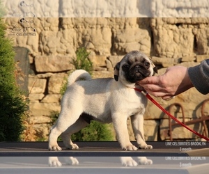 Pug Puppy for sale in Veliko Turnovo, Veliko Turnovo, Bulgaria