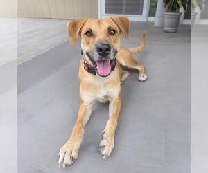 Lanna - Female Chihuahua-Unknown Mix Dog for Adoption - Photo #7