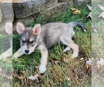 Puppy Ginger Schnauzer (Miniature)-Siberian Husky Mix