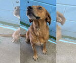 Small #19 Golden Retriever Mix
