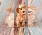 Small #6 Goldendoodle