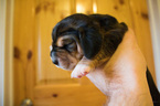 Small Photo #17 Basset Hound Puppy For Sale in PETERSBURG, IN, USA