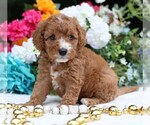 Small #8 Cavapoo
