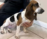 Small #1 Basset Hound