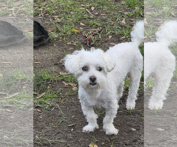 Medium Photo #3 Bichon Frise-Unknown Mix Puppy For Sale in Spring, TX, USA