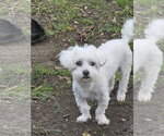 Small #2 Bichon Frise Mix
