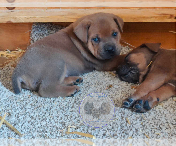Medium Photo #4 Cane Corso Puppy For Sale in ARLINGTON, TX, USA