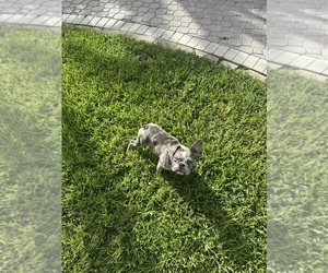French Bulldog Puppy for sale in HOLLYWOOD, FL, USA