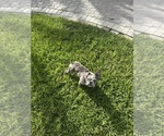 Small French Bulldog