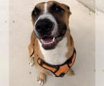 Small Photo #2 Carolina Dog-Unknown Mix Puppy For Sale in San Antonio, TX, USA