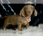 Small #2 Dachshund