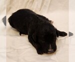 Small #7 F2 Aussiedoodle