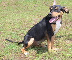 Small #2 Mutt