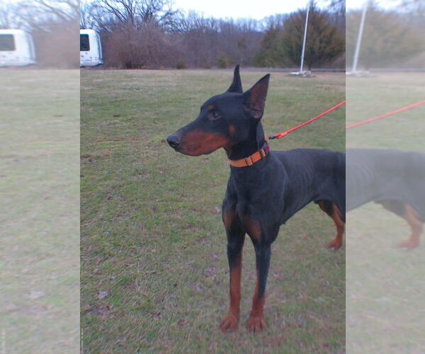 Medium Photo #8 Doberman Pinscher Puppy For Sale in Foristell, MO, USA