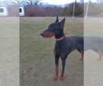 Small #7 Doberman Pinscher